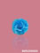 Rose-2