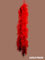 Orstrich feather 6ply Red
