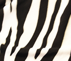 LY769: Zebra