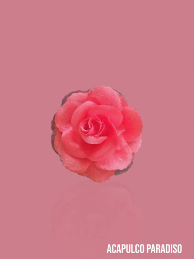 Rose-1