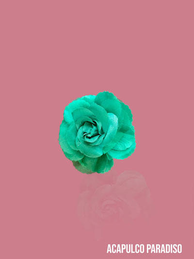 Rose-5
