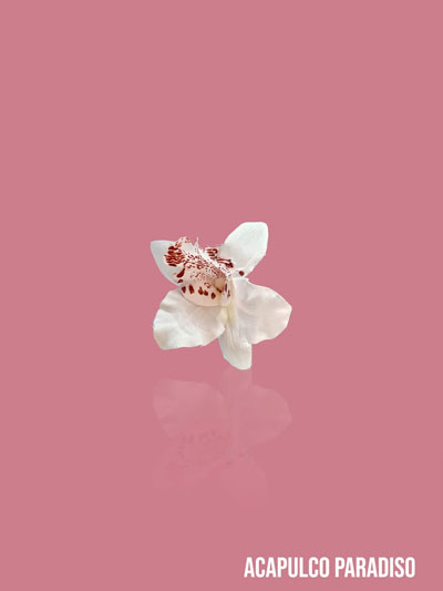 Orchid-1