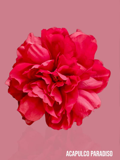 Pivoine-1 Accessoire de cheveux