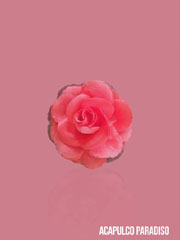 Rose-1