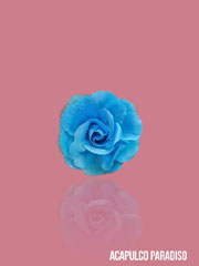 Rose-2