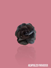 Rose-7