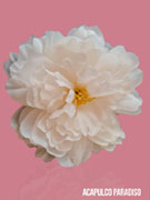 Pivoine-2 Accessoire de cheveux